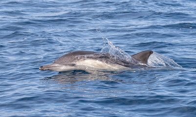 Fototapeta premium dolphin jumping out of water, common dolphin, Laguna Beach, California 