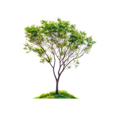 Lush Green Tree Isolated on Transparent Background