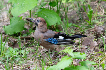 The Eurasian Jay (Garrulus glandarius) foraging on the grass among fallen leaves in a natural setting