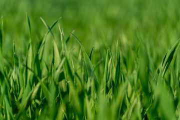 Vibrant grass blades sway softly, illuminated by sunlight, creating a tranquil atmosphere in a natural outdoor space