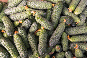 Cucumbers with a bumpy texture are piled high in a market showcase during the late summer, showcasing their freshness and vitality