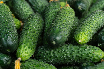 Crisp cucumbers in various sizes displayed at a farmers market, showcasing the bountiful harvest of late summer produce