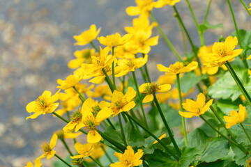 Fototapeta premium Beautiful yellow flowers of Caltha palustris. marsh-marigold, kingcup.
