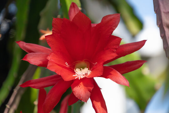 Beautiful red flower Disocactus ackermannii, close-up. red orchid cactus.