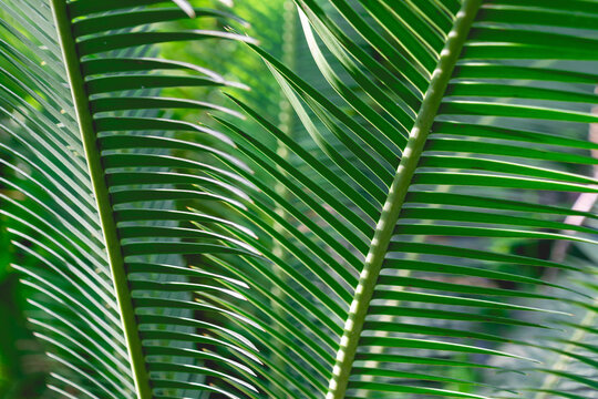 Beautiful green leaves of Dioon edule. the chestnut dioon. Tropical leaves background.
