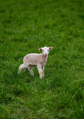 Obraz premium Cute little lamb standing in green pasture looking at camera. Perfect nature themes, agriculture.