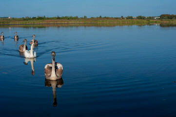 A family of swans with their babies on the shore of the pond, in the morning they swim to the camp...