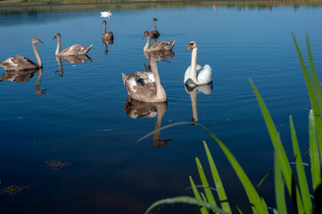 A family of swans with their babies on the shore of the pond, in the morning they swim to the camp...