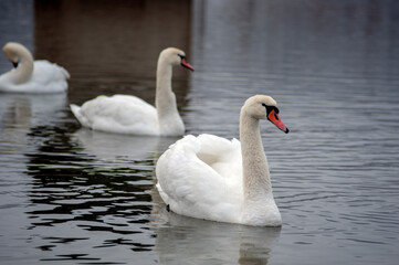 Obraz premium A family of swans with their babies on the shore of the pond, in the morning they swim to the camp and wait to see if they will throw something good to them.