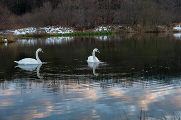 A family of swans with their babies on the shore of the pond, in the morning they swim to the camp...