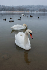 A family of swans with their babies on the shore of the pond, in the morning they swim to the camp...