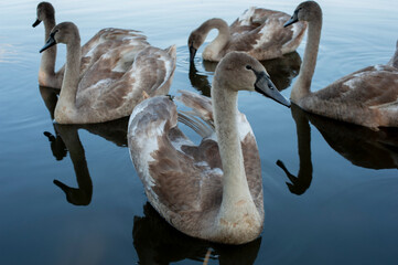 A family of swans with their babies on the shore of the pond, in the morning they swim to the camp...