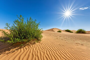 Green Shrub in Vibrant Desert Landscape Under Bright Sun
