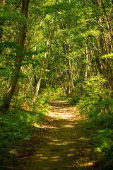 新緑の森を行く