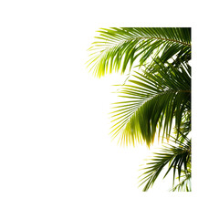 Lush Green Palm Fronds on Transparent Background - Tropical Summer Foliage
