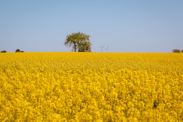 Blooming Rapeseed Field with Distant Trees and Wind Turbines

