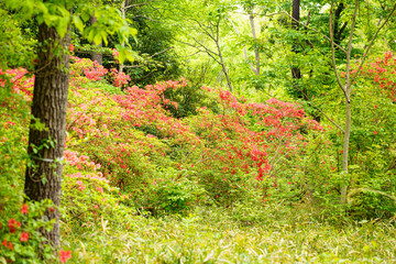 レンゲツツジ咲く野原