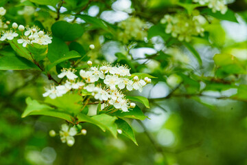 ミヤミザクラの花