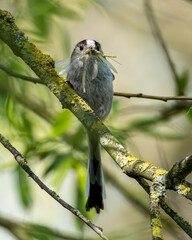 Long tailed tit with flies for lunch. Damselflies.