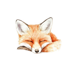 Watercolor Painting of a Sleeping Red Fox