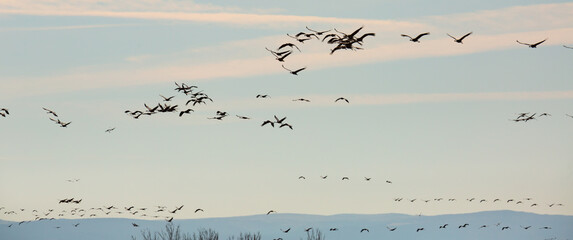 Fototapeta premium Group of common cranes (Grus) flying in blue sky during migrating from wintering in Laguna de Gallocanta, Aragon, Spain