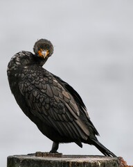 What are you looking at? A double crested cormorant gives an inquisitive look on St. Simons Pier, Brunswick Georgia. 