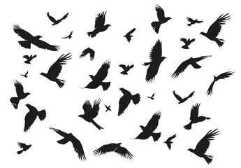 Obraz premium Silhouetted birds soaring against a white backdrop, conveying freedom and graceful movement.