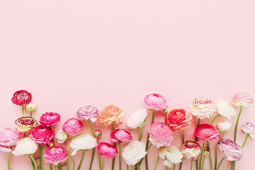 Bunch of pink ranunculus flowers on a pink background. Mothers Day, Valentines Day, birthday concept