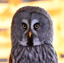 un enorme buho gris