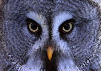 un enorme buho gris