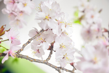 満開の桜のクローズアップ