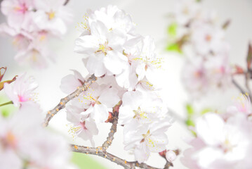 満開の桜のクローズアップ