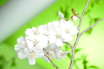 満開の桜のクローズアップ