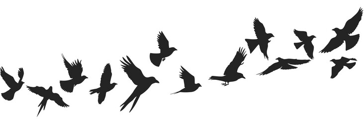 Obraz premium Silhouettes of flying birds in formation against a white background, symbolizing freedom and nature.