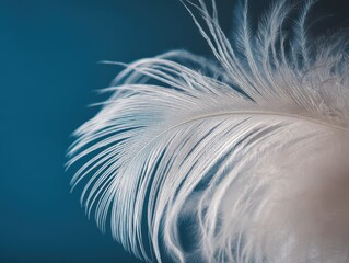 Obraz premium Beautiful white feather on a blue background