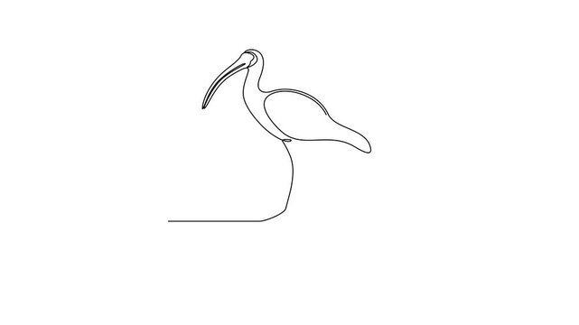 Animated self drawing of Ibis animal video illustration. Bird animal themes in simple linear style video design concept. Animal bird family for your asset design and educational purpose