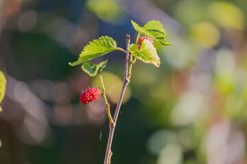 Mulberry developing on young tree in the spring.  The red berry will turn black when ripe.