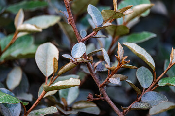 Thorny Silverberry Foliage Background