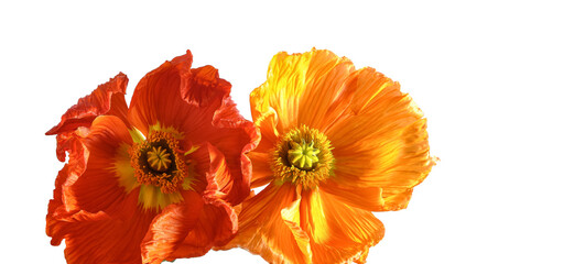 Vibrant orange and red poppy flowers with delicate petals on a transparent background. Perfect for design projects, greeting cards, packaging, posters, and creative compositions.
