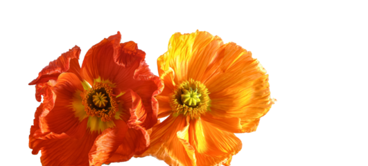 Vibrant orange and red poppy flowers with delicate petals on a transparent background. Perfect for design projects, greeting cards, packaging, posters, and creative compositions.
