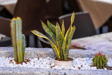 Collection of potted cacti and snake plant sit in decorative stone bed, creating minimalist and...