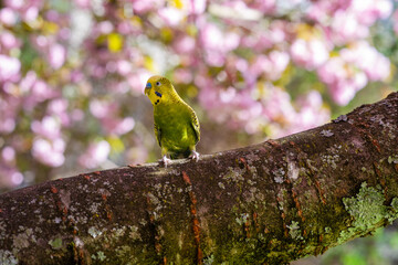Melopsittacus undulatus