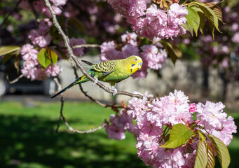 Melopsittacus undulatus