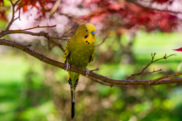 Melopsittacus undulatus