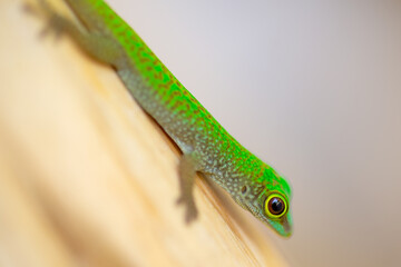 Vibrant green gecko clings to smooth surface, showcasing intricate skin patterns, textured feet, and vivid coloration.
