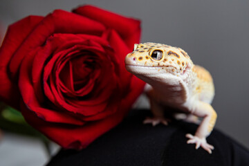 Beautiful eublefar smiles sweetly. Dragon with red rose background for postcard