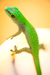 Vibrant green gecko clings to smooth surface, showcasing intricate skin patterns, textured feet, and vivid coloration.