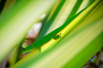 Vibrant green gecko clings to tree branch surface, showcasing intricate skin patterns, textured feet, and vivid coloration.