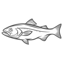 Atlantic Pollock Fish Line Art Illustration