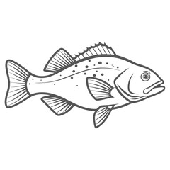 Redfish Line Art Illustration - Sciaenops Ocellatus
